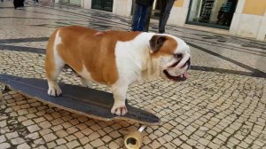 КЛАСС! Бульдог катается на скейте!