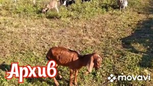 Кокцидиоз у козлят.