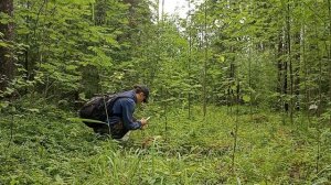 Сбор грибов в Карелии