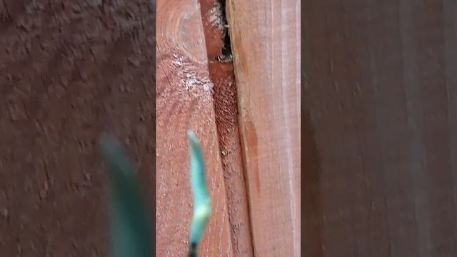 испортил мне всю малину(привередливам, зеленым и Татьяне не смотреть) смотреть онлайн