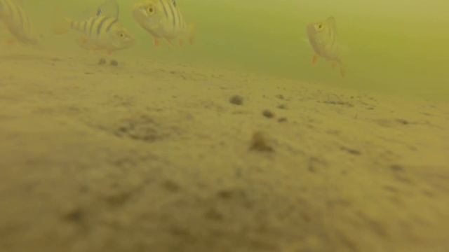 Зимняя рыбалка на Истринском водохранилище смотреть онлайн