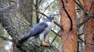 ястреб с добычей