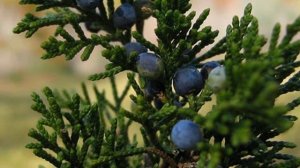 Можжевеловый куст Песня на стихи Николая Заболоцкого