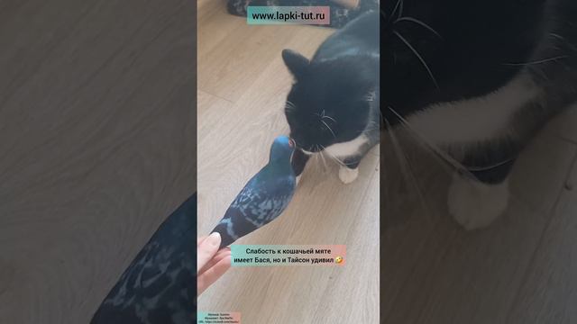 кошачьи игры