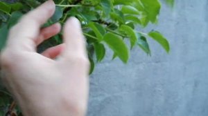 Гортензия черешковая —первое цветение ?