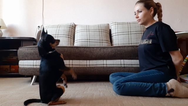 Русский той выполняет команды. Команды по голосу смотреть онлайн