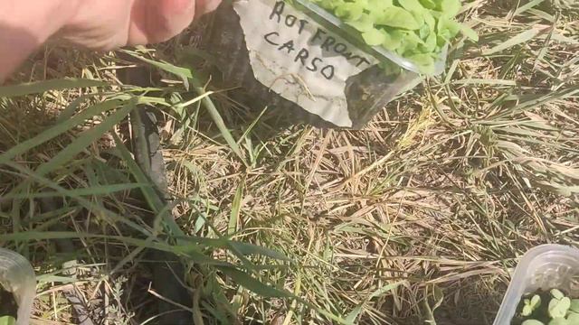 Высадка не пикированной рассады в открытый грунт смотреть онлайн