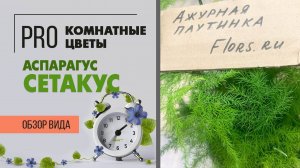Аспарагус Сетакус - ажурное чудо _ Неприхотливое комнатное растение для дома и офиса. Как ухаживать.