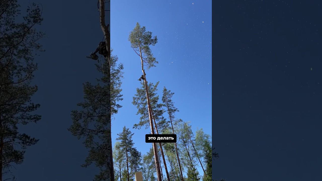 Аккуратный спил дерева | Арбористика смотреть онлайн