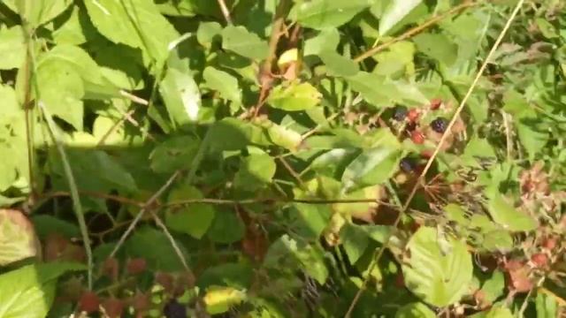 Яжевика чёрная магия ремолтантная плодоношение 2020 смотреть онлайн