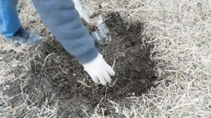 Посадка облепихи САЖЕНЦАМИ ВЕСНОЙ!