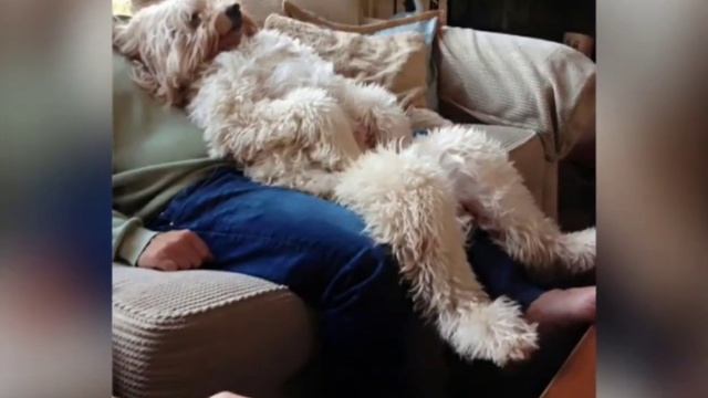 Самые добрые собаки в мире - голдендудли. Только посмотрите на них. смотреть онлайн