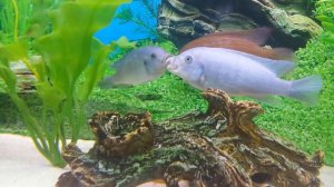 Цихлиды целуются