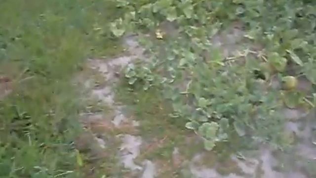 Дыня в средней полосе России. Урожай 2021 смотреть онлайн