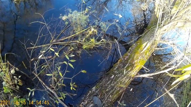 Охота на бобра капканами. Установка и проверка капканов. смотреть онлайн