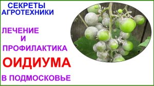 Лечение и профилактика оидиума в Подмосковье