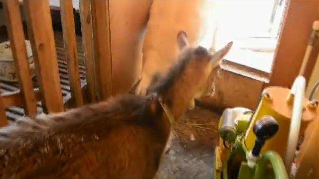 Козёл в хозяйстве. смотреть онлайн