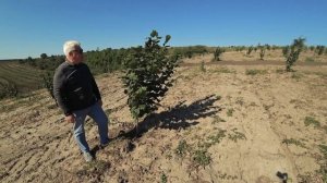 Сад фундука в Страшенском районе / Площадь 7,5 Га / Посадка Осень 2019 / Giffoni, Romana, Nochione