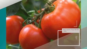 Томат Гилгал F1 - описание сорта