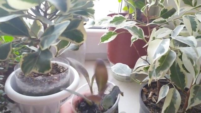 Комнатные цветы/ ОБЗОР растений на восточном окне смотреть онлайн