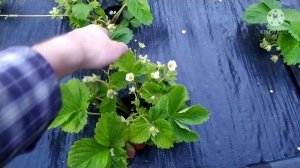ХЛОРОЗ НА КЛУБНИКЕ, ПРИЗНАКИ, ЛЕЧЕНИЕ