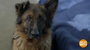 "Джульбарс". Собаки-герои. Доброе утро. Фрагмент выпуска от 04.05.2020