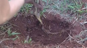 CITRONELA se planta assim! No vaso ou na terra.