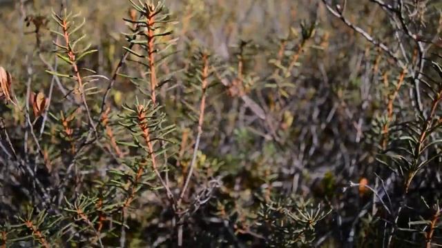 Грибы съедобные и не очень. Сосновый лес. Осень 2015 года. смотреть онлайн