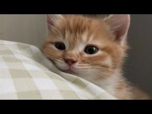 Betsy - Я не пон speed up