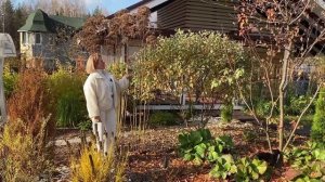 Посконник - новое преображение