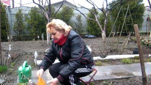 Посадка - роза флорибунда