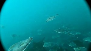 Жизнь камбалы