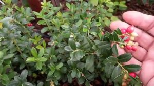 рубиновые ягодки брусники