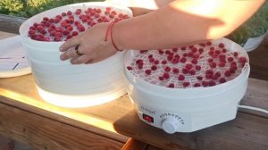 Сушёная малина и малиновый порошок для моих десертов. Электросушилка Niton от Вольтера