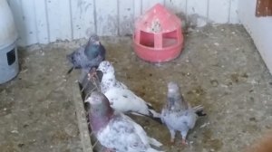 ГОЛУБИ ДОМАШНИЕ НА ДАЧЕ