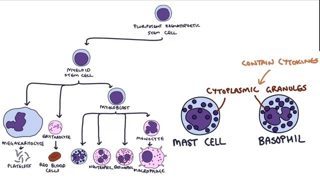 Understanding the Cells of the Immune System смотреть онлайн