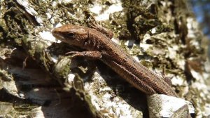 Живородящая ящерица