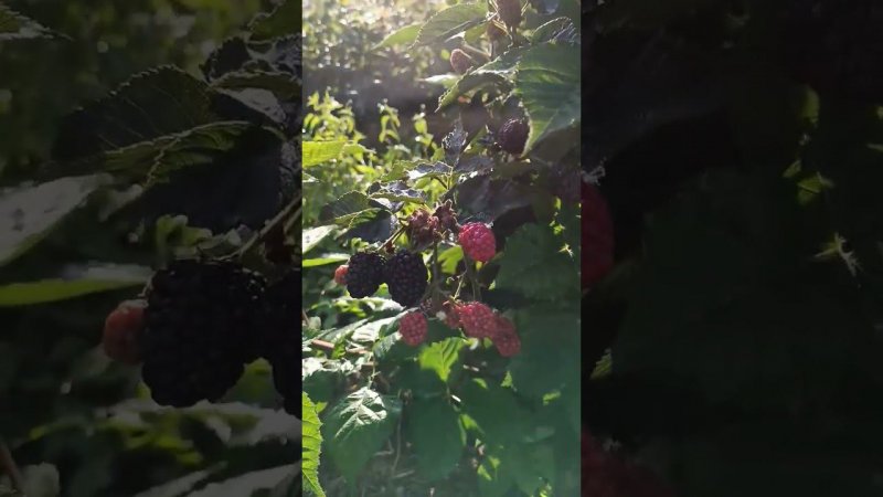 Первое плодоношение крупных и сладких ягод ежевики уже на мощных стеблях. Блог о ягодном саде.