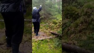 Мох для бани.