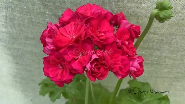 Ю Анна Каренина 1 смотреть онлайн