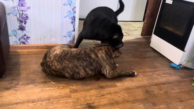 Булл и ВАСО #шарпей #americanbully #youtube #female #семья #россия смотреть онлайн