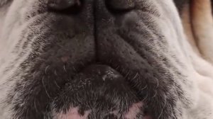 Английский бульдог Пирожок. Сонная бульдожья мордочка крупным планом 1