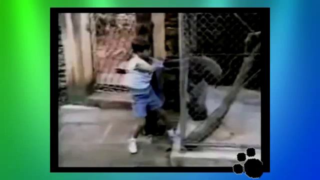 Смешные животные 6 смотреть онлайн