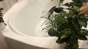 Паутинный клещ. Как победить паутинного клеща на комнатных растениях (часть II)