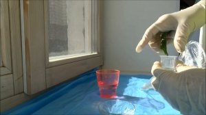 Обработка семян томатов соком алоэ перед посевом: как замочить семена в алоэ