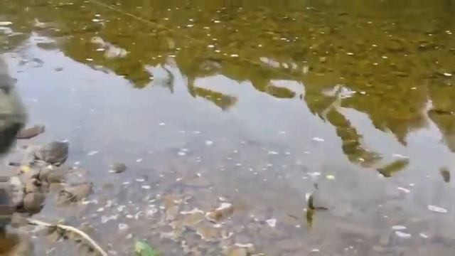 Ловля хариуса на кораблик