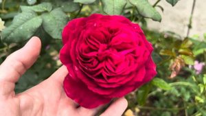 Rosa Proper Job aka Rosa Gospel - Rose Review