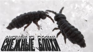 Снежные блохи - Глетчерная блоха (лат. Desoria saltans)