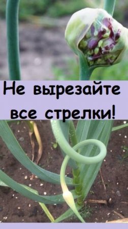 Почему я не вырезаю стрелки у чеснока - объясняю свой секрет! 
 #дача #сад #огород