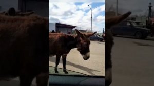 А мы с друзьями едем в горы ...